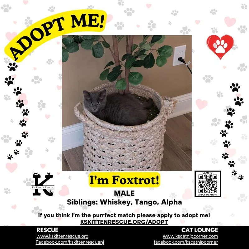 A baby medium-sized male Gray / Blue / Silver Domestic Short Hair cat named Foxtrot for adoption in Brick, NJ