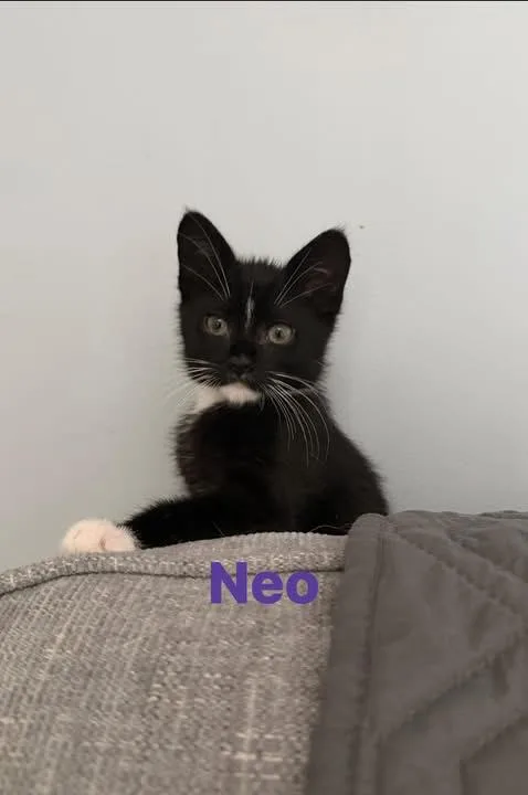 A baby medium-sized male Black & White / Tuxedo Tuxedo cat named Neo for adoption in Kenhorst, PA