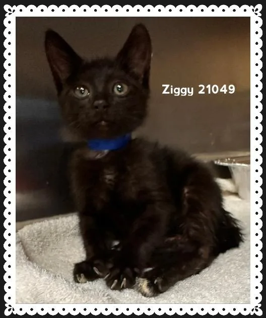A baby medium-sized male Black Domestic Short Hair cat named Ziggy for adoption in Marietta, GA