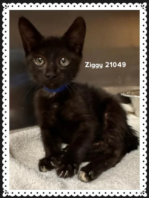 Ziggy thumbnail 2