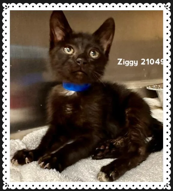Ziggy thumbnail 3