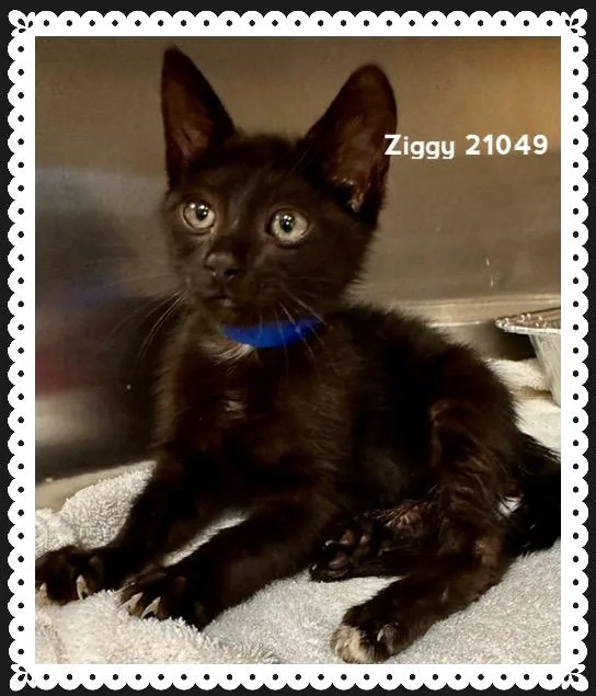 Ziggy thumbnail 4