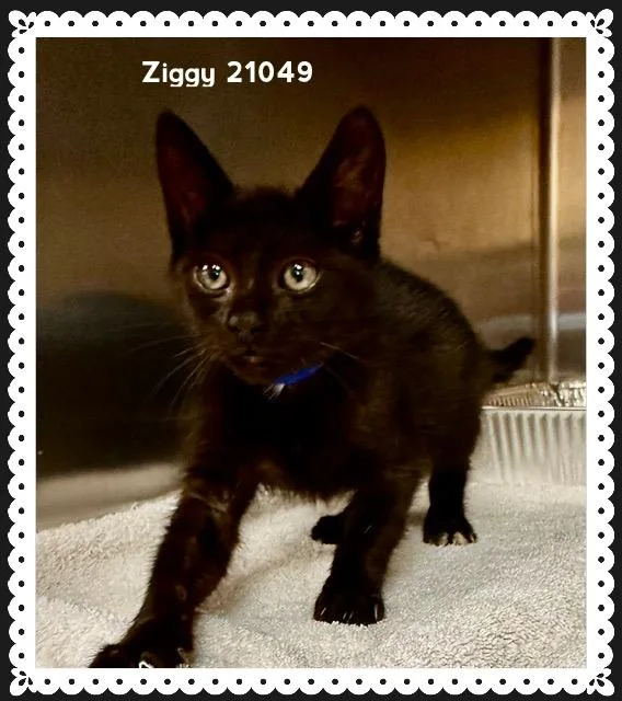 Ziggy thumbnail 5