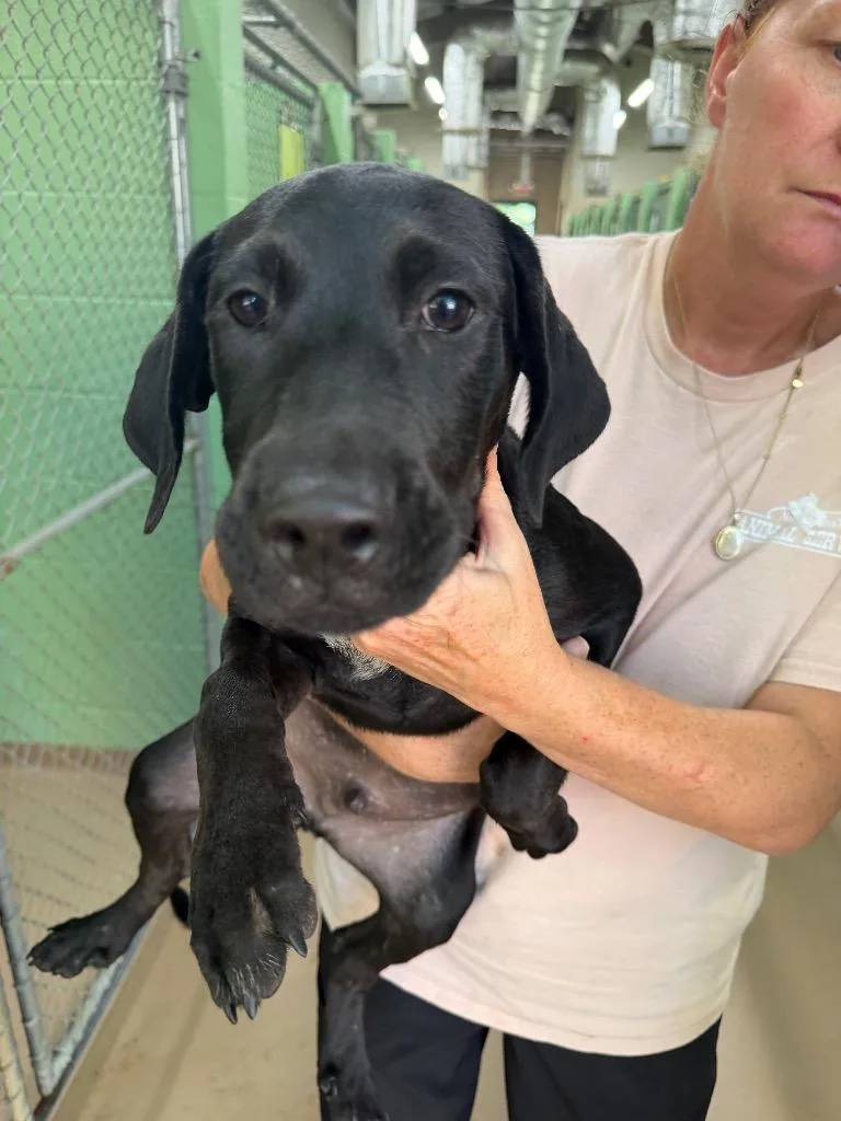 A baby medium-sized male Labrador Retriever dog named Collard for adoption in Nacogdoches, TX