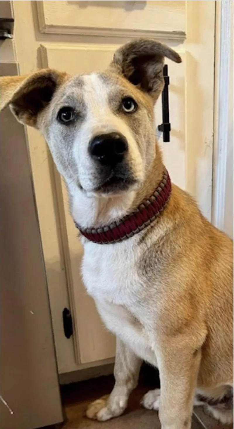 A young small-sized male Apricot / Beige Husky dog named Blaze Everett for adoption in Farmington, MO