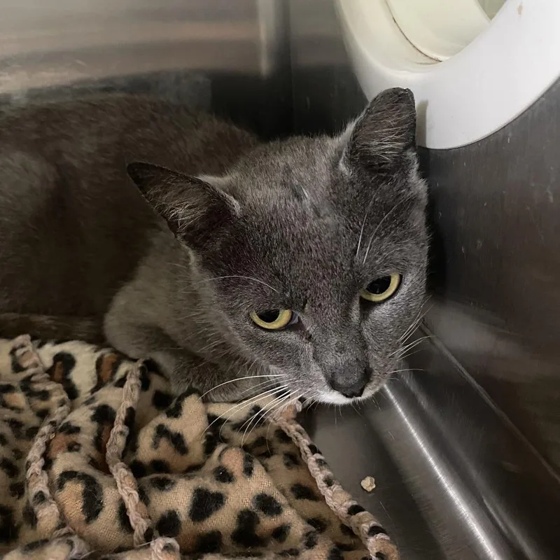 A young small-sized female Gray / Blue / Silver Domestic Short Hair cat named Aeloria for adoption in Spruce Pine, NC