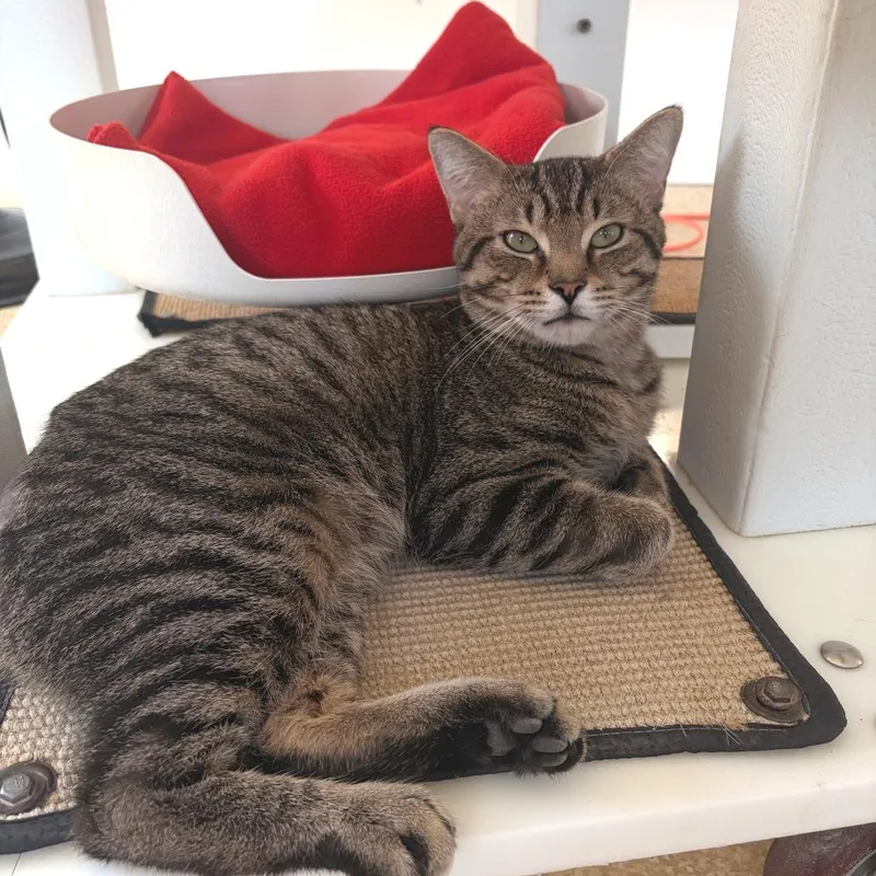 An adult large-sized male Brown / Chocolate Domestic Short Hair cat named Messi for adoption in Deerfield, IL
