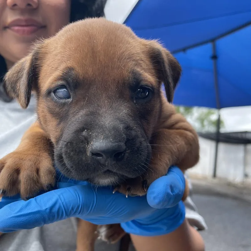 A baby small-sized female Red / Chestnut / Orange Pit Bull Terrier dog named Mandy for adoption in Edinburg, TX