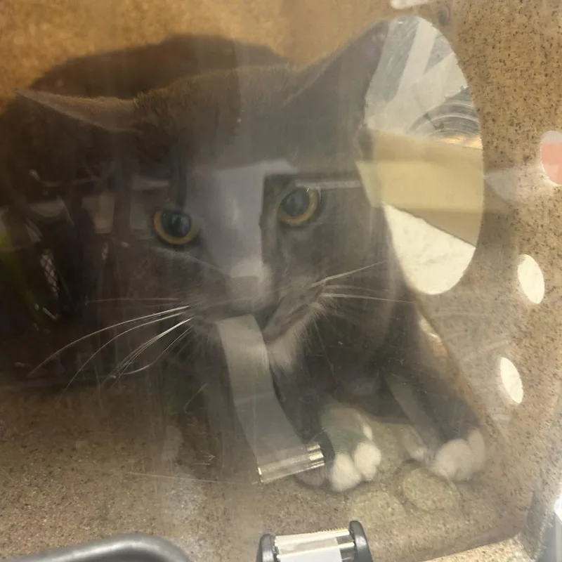 An adult small-sized male Gray / Blue / Silver Domestic Short Hair cat named Grayu for adoption in Philadelphia, PA