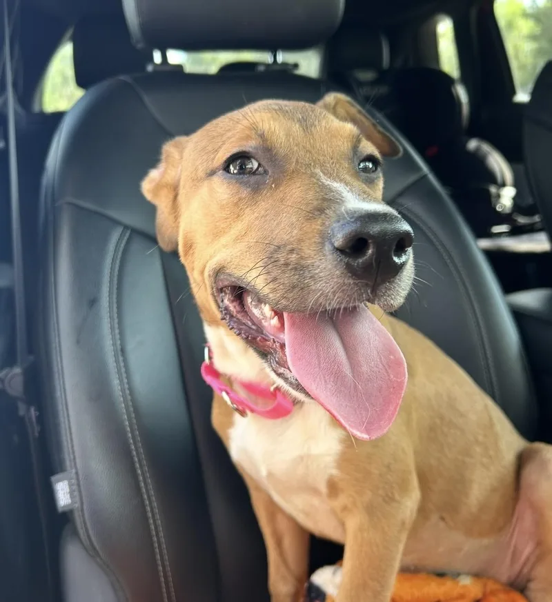 A baby medium-sized female White / Cream Black Mouth Cur dog named Caramel for adoption in South Houston, TX