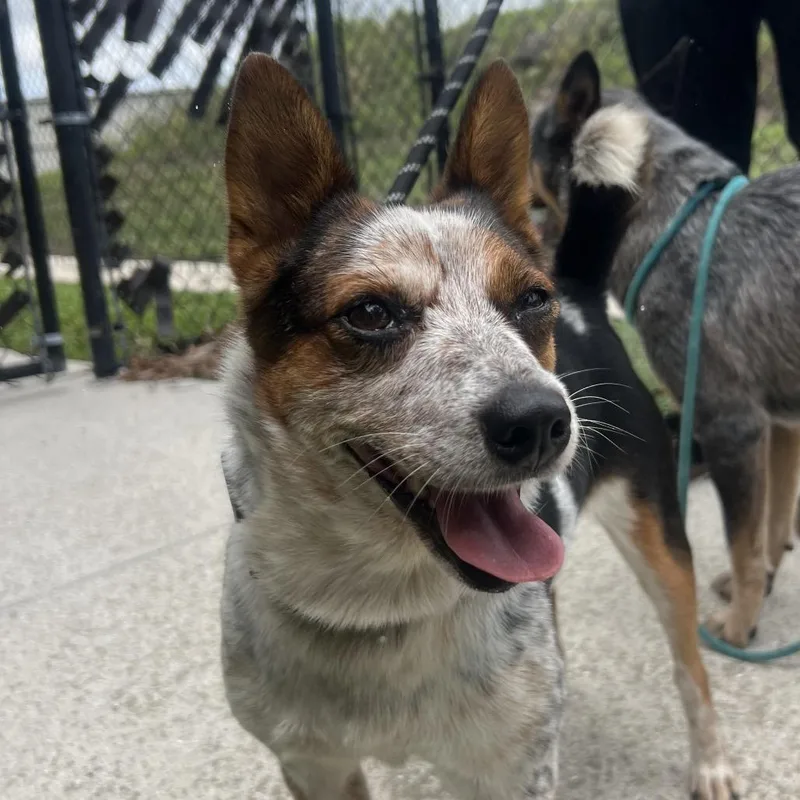 A young small-sized female Red / Chestnut / Orange Mixed Breed dog named Mars for adoption in Naples, FL