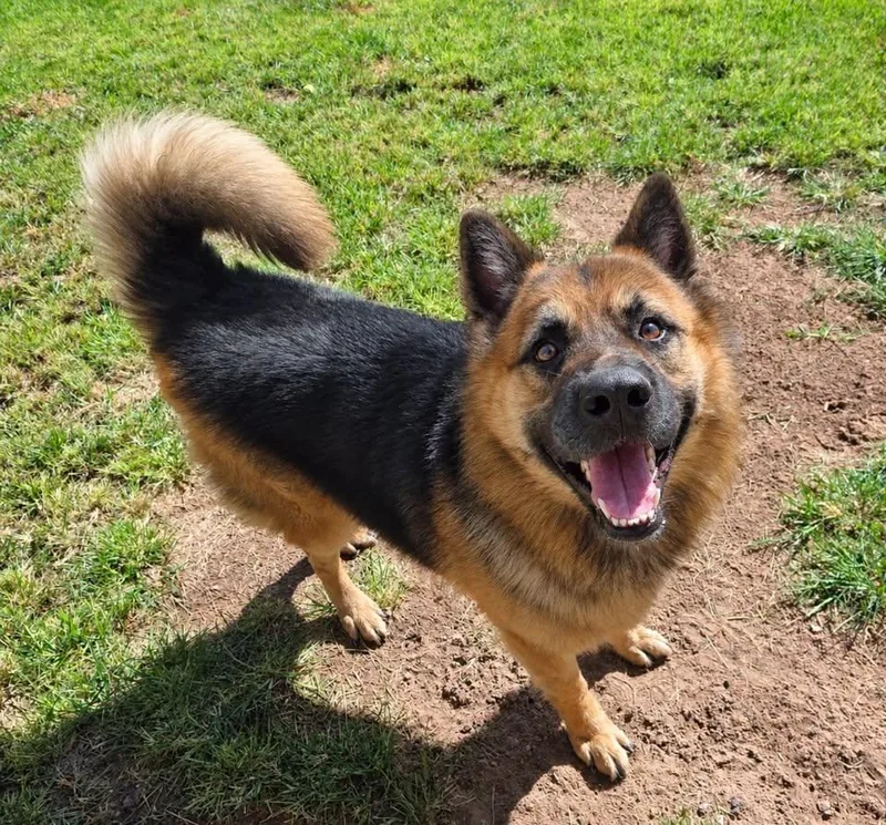 An adult large-sized male German Shepherd Dog dog named Goose for adoption in Saint George, UT