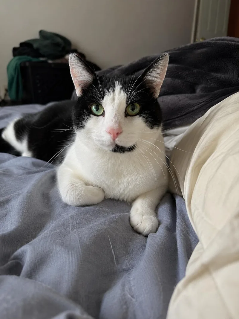 An adult medium-sized male Black & White / Tuxedo Domestic Short Hair cat named Knuckles for adoption in Rochester, NY