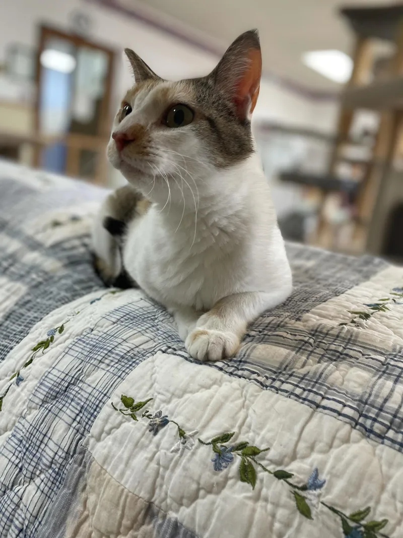 An adult medium-sized female Calico Domestic Short Hair cat named CatThrine for adoption in Neillsville, WI