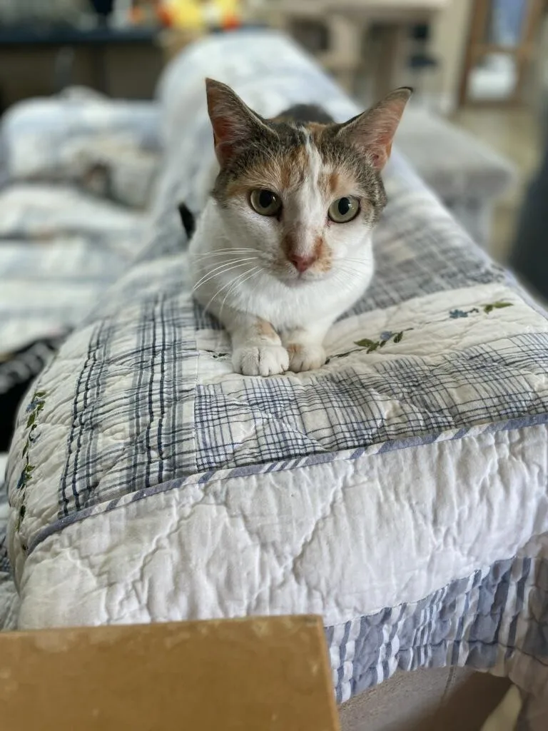 CatThrine thumbnail 2