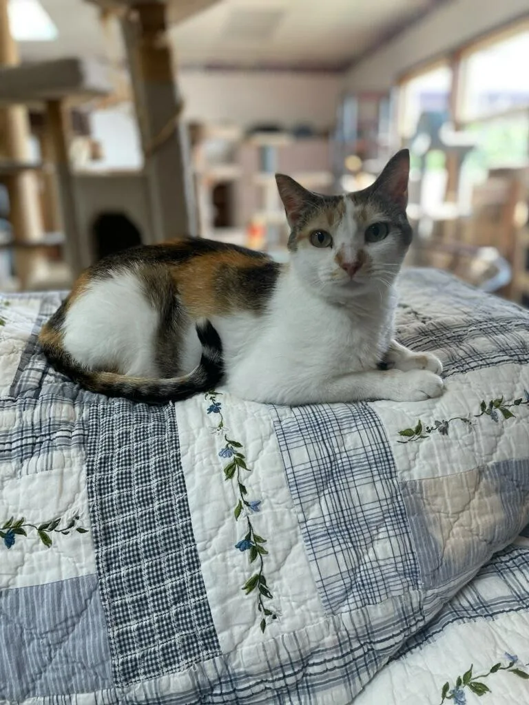 CatThrine thumbnail 3