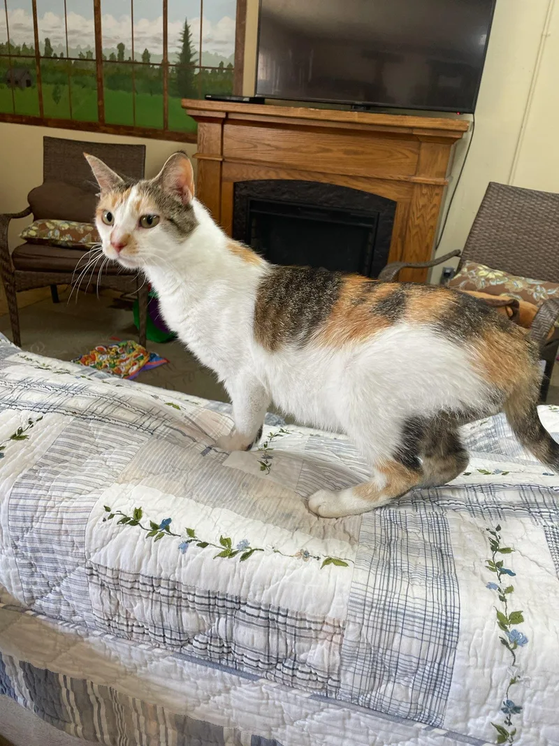 CatThrine thumbnail 4