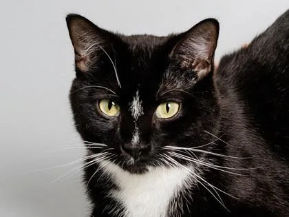 A young small-sized female Domestic Short Hair cat named Iris for adoption in Longmont, CO