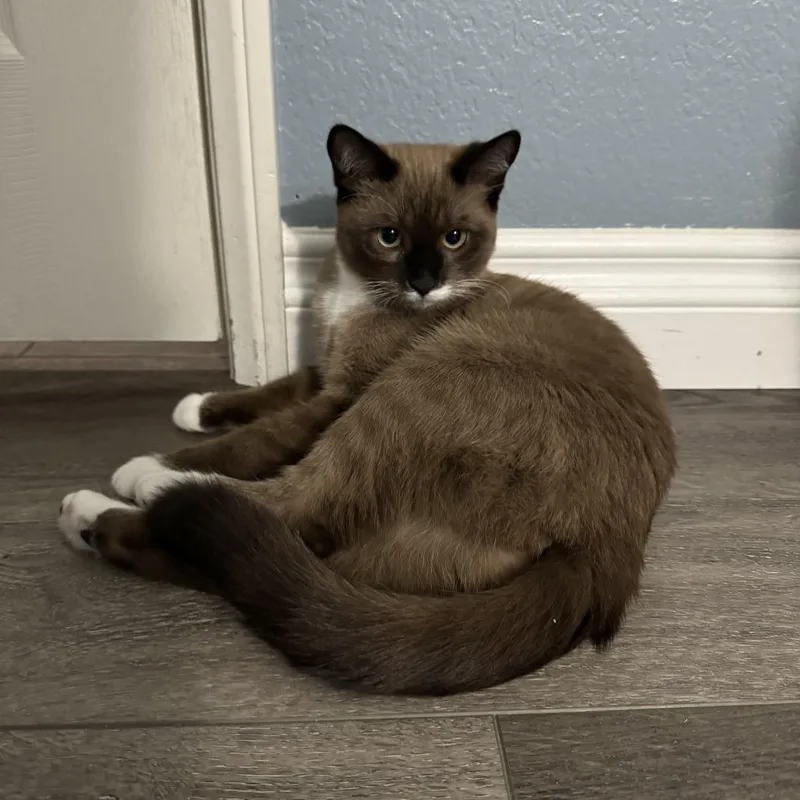 An adult medium-sized female Lilac Point Siamese cat named Seasmoke for adoption in Long Beach, CA