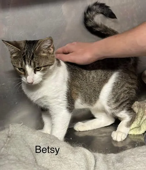 An adult medium-sized female Tabby (Tiger Striped) Domestic Short Hair cat named Betsy for adoption in Ludington, MI
