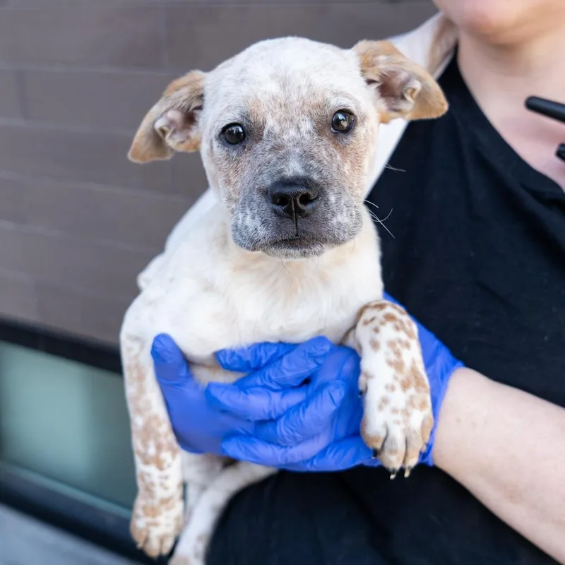 A baby medium-sized male Cattle Dog dog named Samsung for adoption in New York, NY