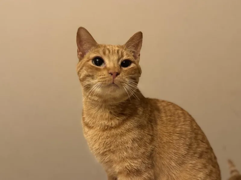 A young medium-sized male Domestic Short Hair cat named Cheez It for adoption in Plumerville, AR