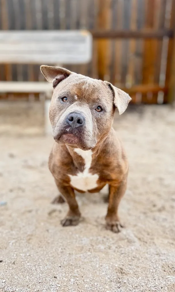 An adult medium-sized male American Bulldog dog named Markie for adoption in Muskegon, MI