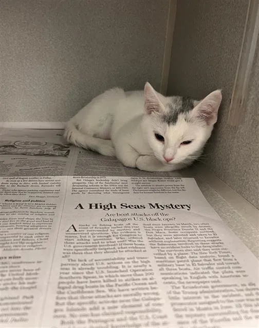 A baby medium-sized female Domestic Short Hair cat named Hannah for adoption in Dallas, TX
