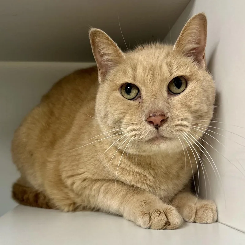 An adult large-sized male Buff / Tan / Fawn Domestic Short Hair cat named Burt for adoption in Saint Joseph, MO