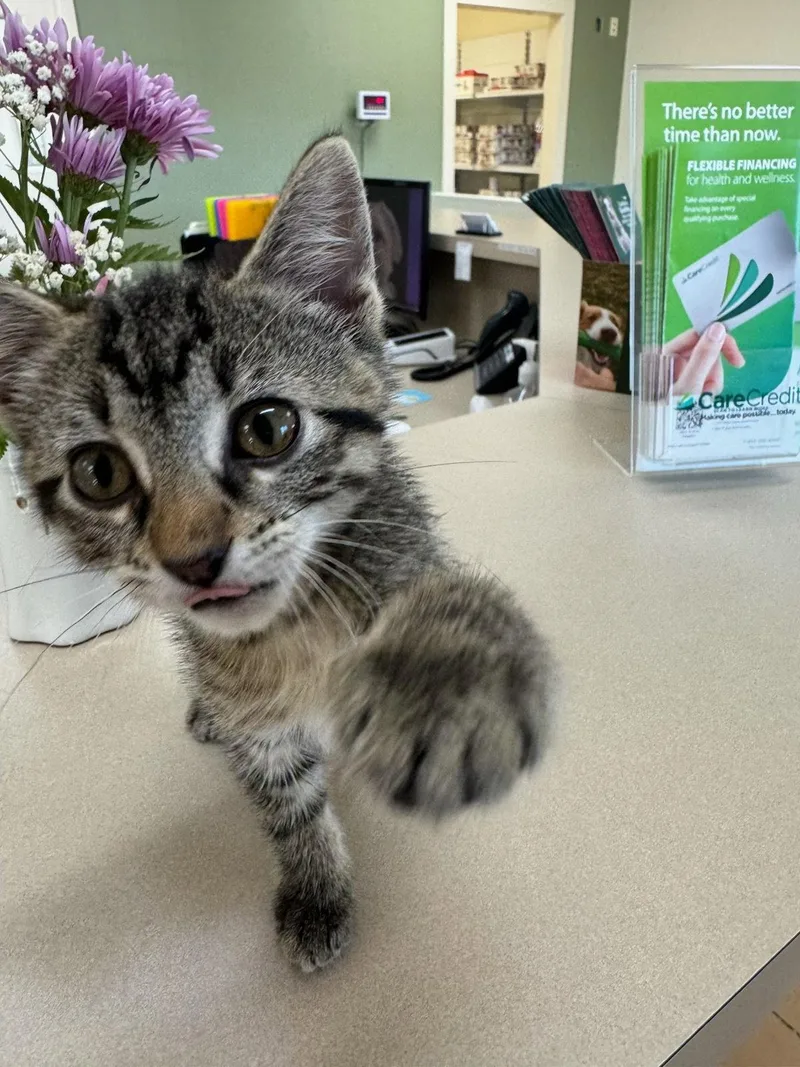 A baby small-sized female Domestic Short Hair cat named Rory for adoption in Mattoon, IL