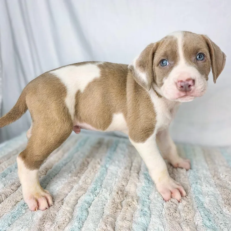 A baby small-sized male Brown / Chocolate Terrier dog named Blackberry for adoption in Lufkin, TX