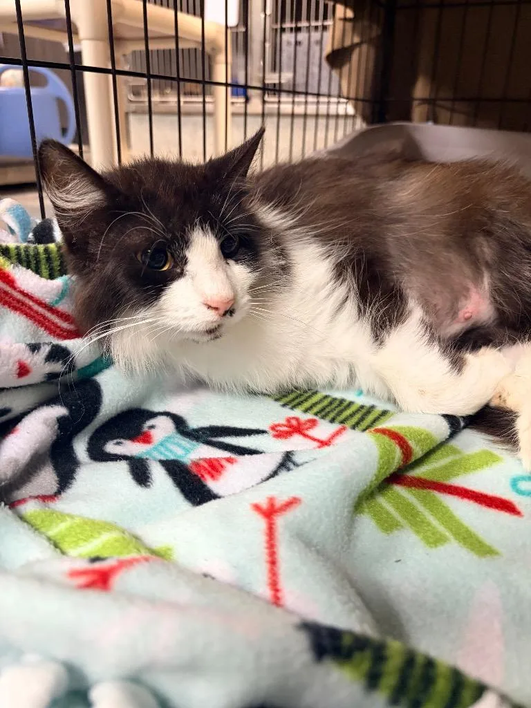 A young medium-sized female Domestic Short Hair cat named Chippy for adoption in Huntington, IN