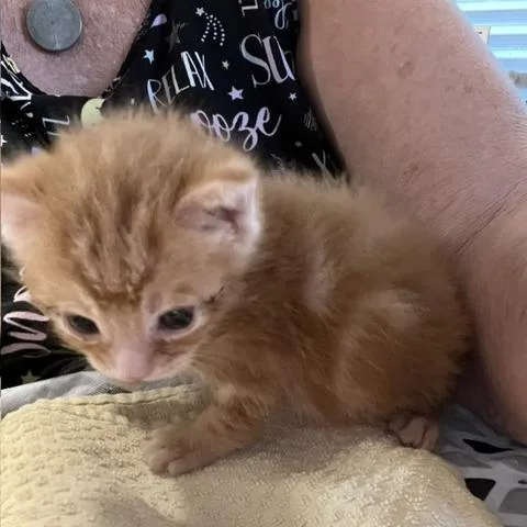 A baby small-sized male Orange / Red Domestic Short Hair cat named Cheeseburger for adoption in Baytown, TX