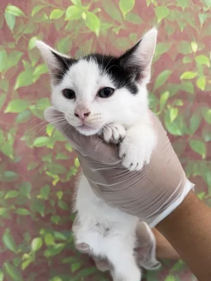 A young small-sized female Domestic Short Hair cat named Smoothie for adoption in San Antonio, TX