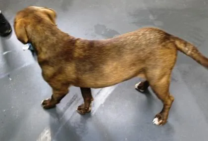 A young medium-sized male Terrier dog named Corey for adoption in Picayune, MS