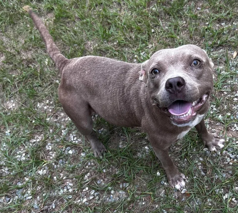 An adult medium-sized female Gray / Blue / Silver American Bully dog named Junebug for adoption in Darien, GA