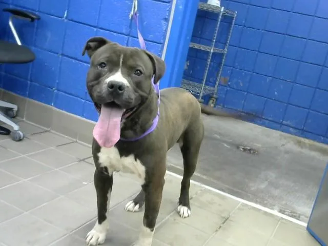 A young medium-sized male Pit Bull Terrier dog named Kartoos for adoption in Albuquerque, NM