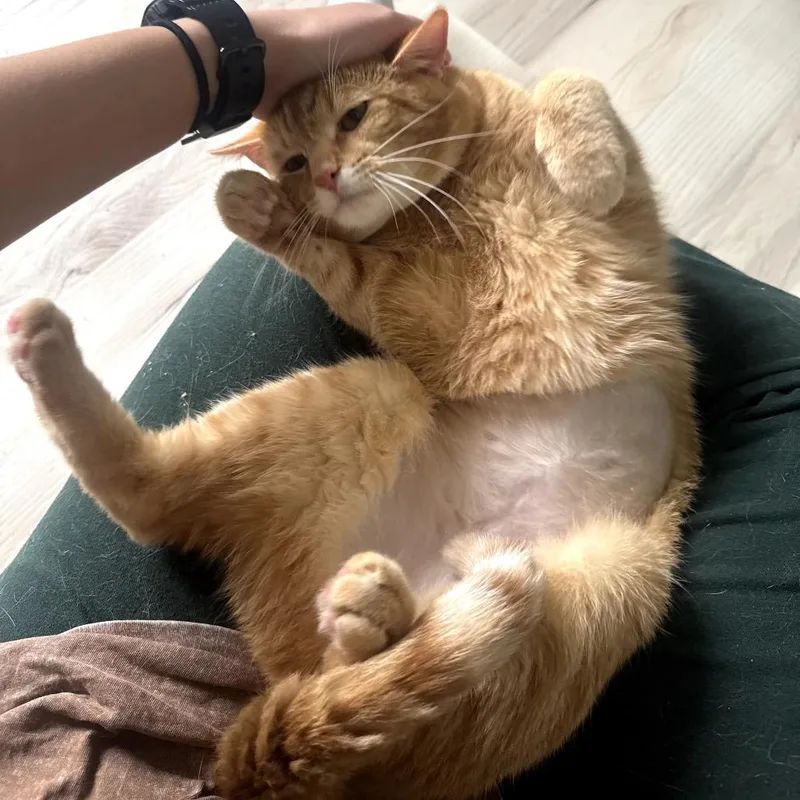 An adult medium-sized male Orange / Red Domestic Short Hair cat named Peter for adoption in Granville, OH