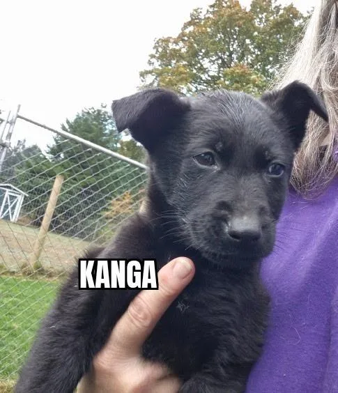A baby large-sized female Black German Shepherd Dog named Kanga for adoption in Olympia, WA