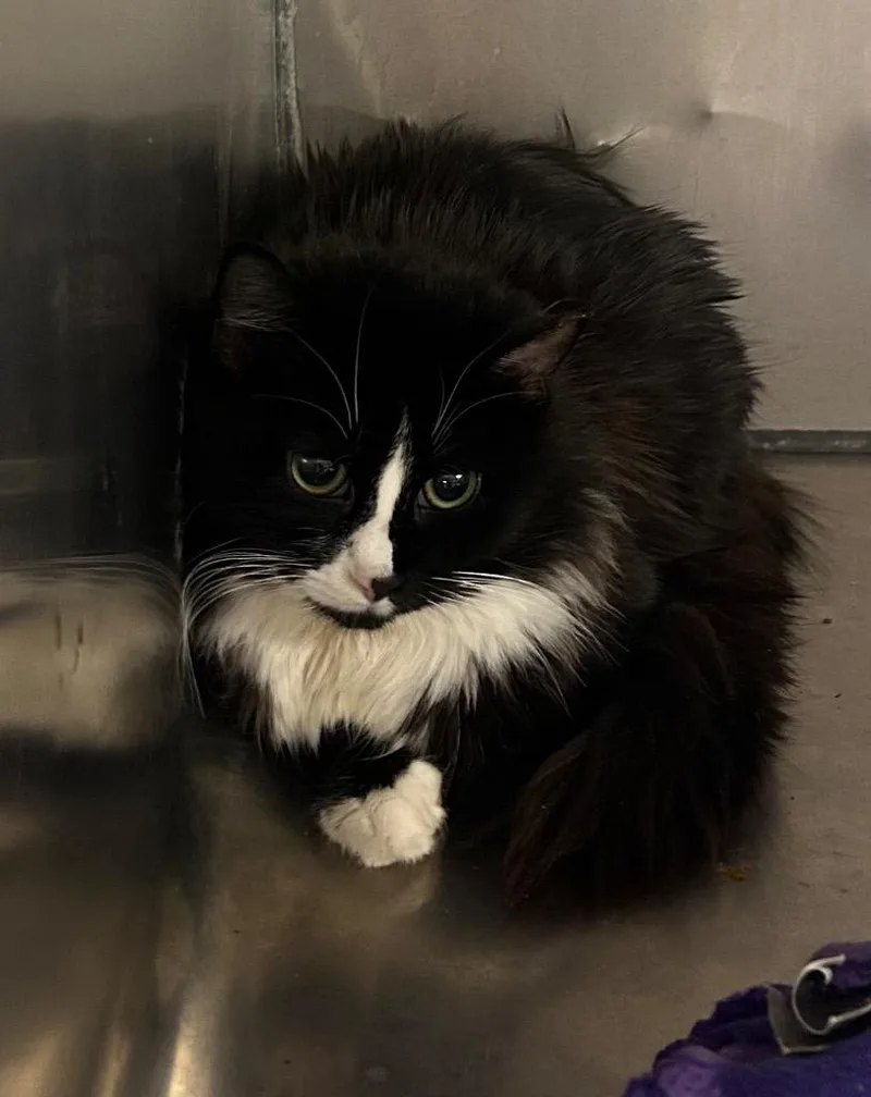 An adult medium-sized female Domestic Long Hair cat named Renata for adoption in Cumming, GA