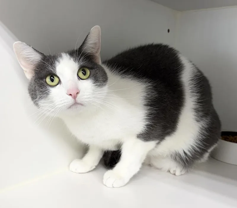 An adult large-sized male Gray & White Domestic Short Hair cat named ChaCha for adoption in Rochester, IN