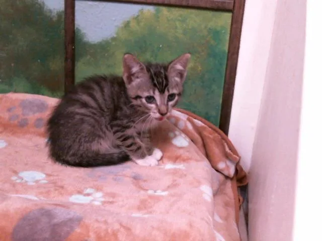 A baby small-sized female Domestic Short Hair cat named Fern for adoption in Houston, TX