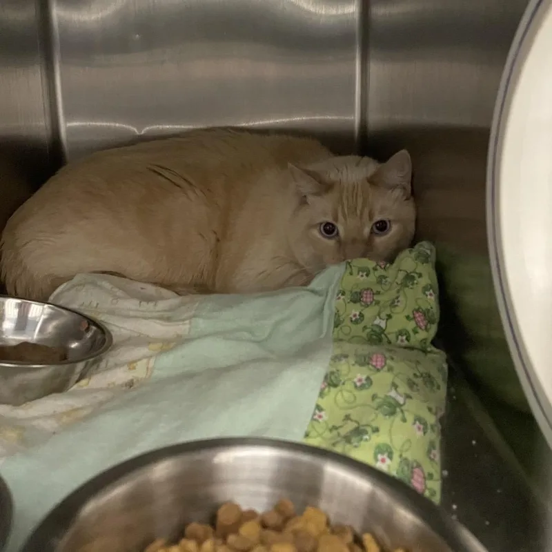 An adult small-sized male White Domestic Short Hair cat named Toast for adoption in Rexburg, ID