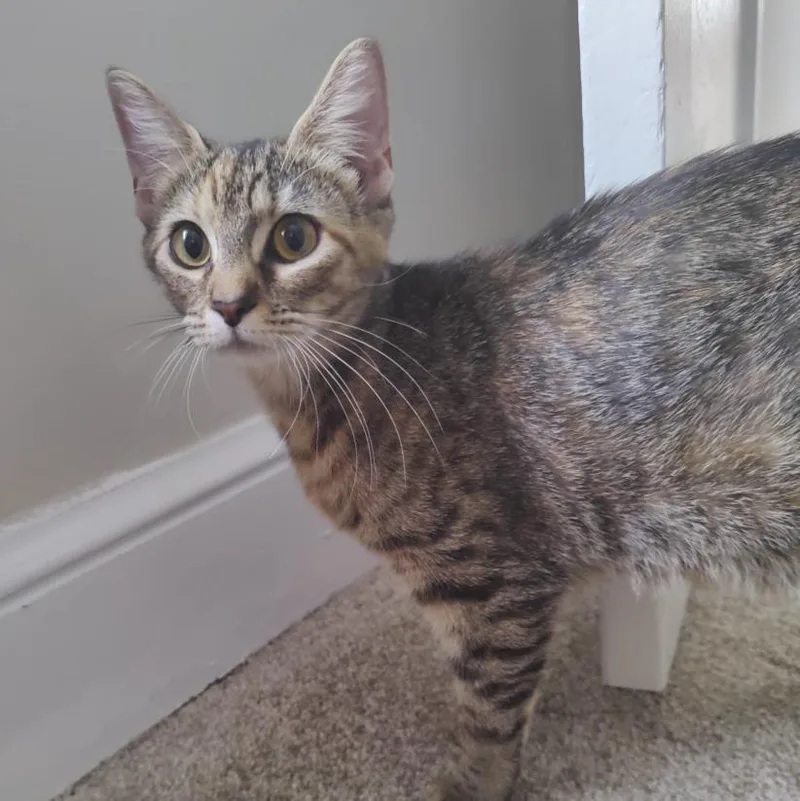 A young small-sized female Domestic Short Hair cat named Roan for adoption in Hagerstown, MD
