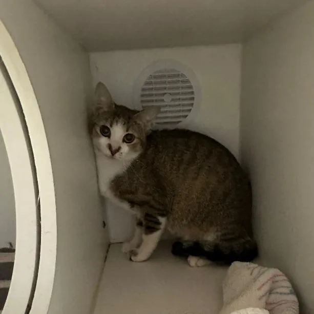 A young medium-sized female Brown / Chocolate Domestic Short Hair cat named Doechii for adoption in Normal, IL