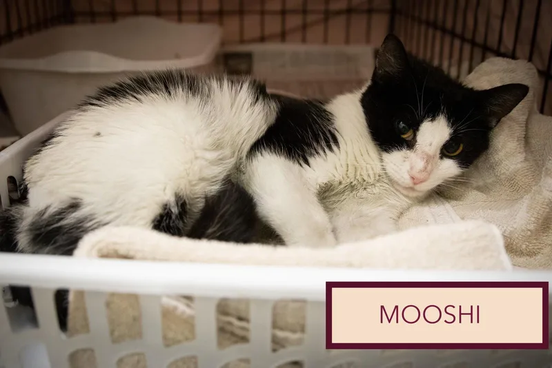 Mooshi thumbnail 2