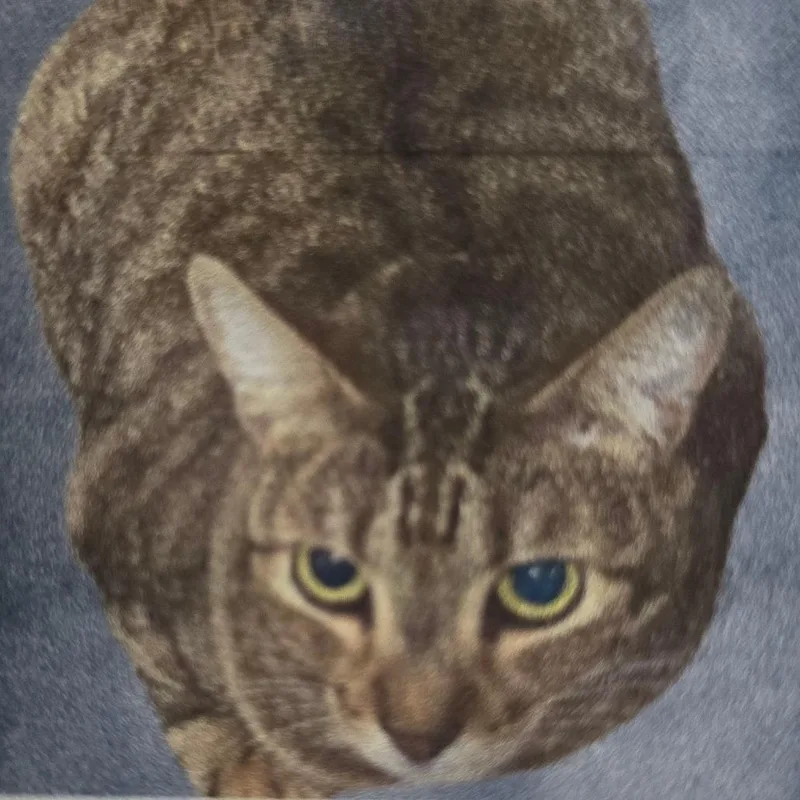 An adult medium-sized female Brown / Chocolate Domestic Short Hair cat named Little Bit for adoption in Williston, FL