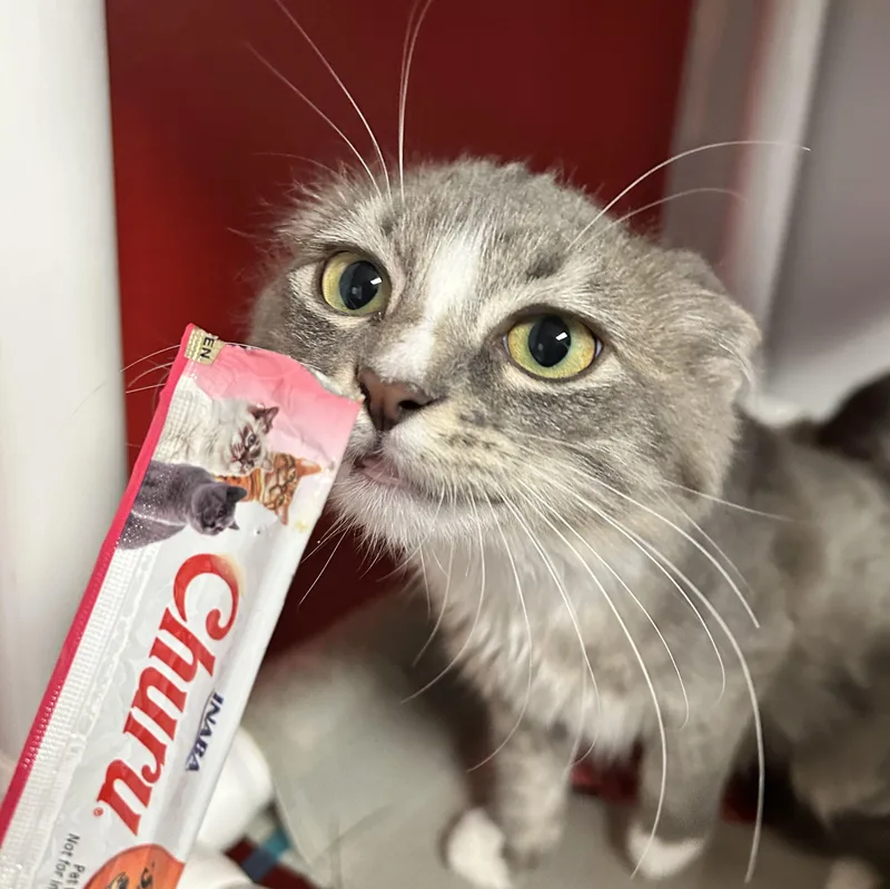 A baby small-sized female Tabby (Gray / Blue / Silver) Domestic Short Hair cat named Solar for adoption in North Haven, CT
