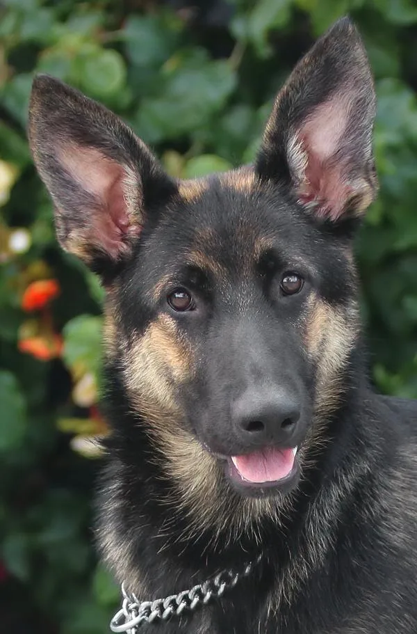 A young large-sized female Black German Shepherd Dog dog named Bambi Von Bernitt for adoption in Los Angeles, CA