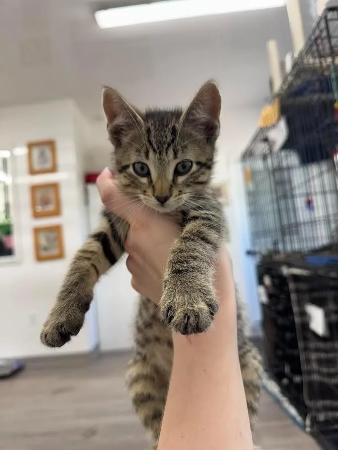 A baby small-sized male Domestic Short Hair cat named Boston for adoption in Glenfield, NY